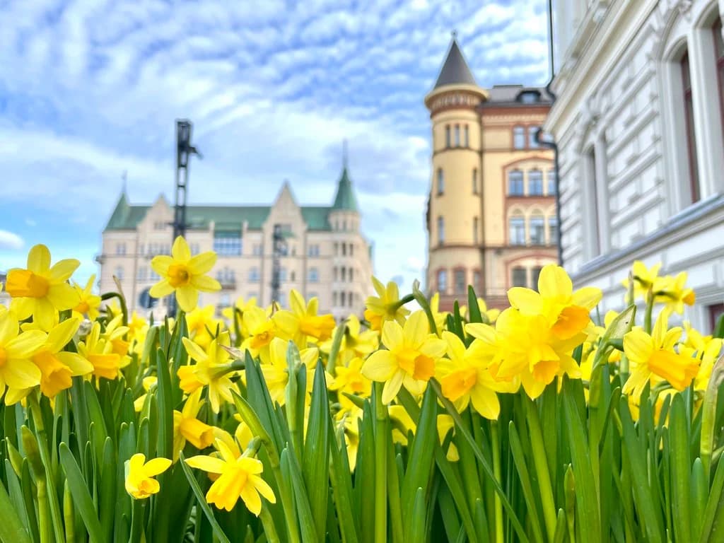 VISIT TAMPERE KESKUSTORI SPRING NARCISSUSES LAURA PARONEN-3.JPG